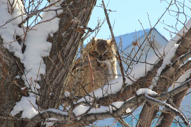 Great Horned Owl Calgary, Alberta, CA