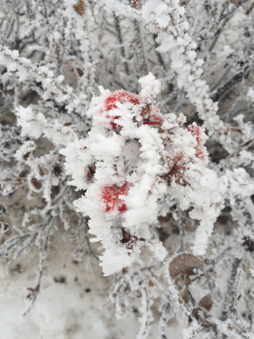 Frosty Day Stony Plain, Alberta | T7Z 2Z3