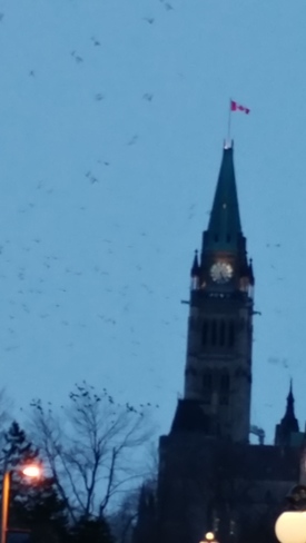 Tempête de corneilles Ottawa, ON