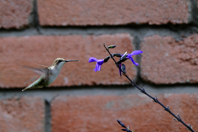 Hummingbird in my backyard Mississauga, ON