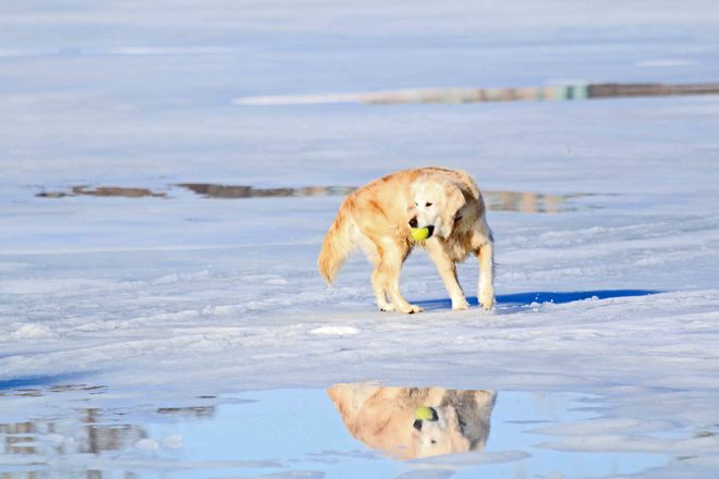 Dog's Reflection on Lake Simcoe Barrie, ON