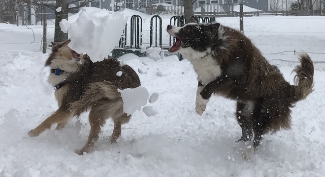 Shovelling snow with Border Collies! Lakeville, NS