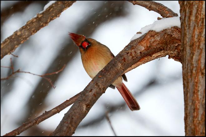 Cardinal femelle Montréal, QC