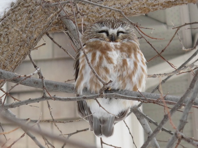 Saw whet Owl Stittsville, Ottawa, ON