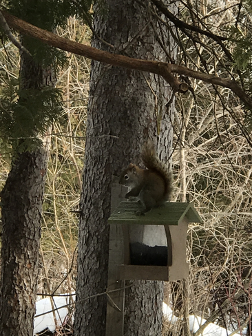 Squirrel on Birdfeeder Lockport, Manitoba, CA