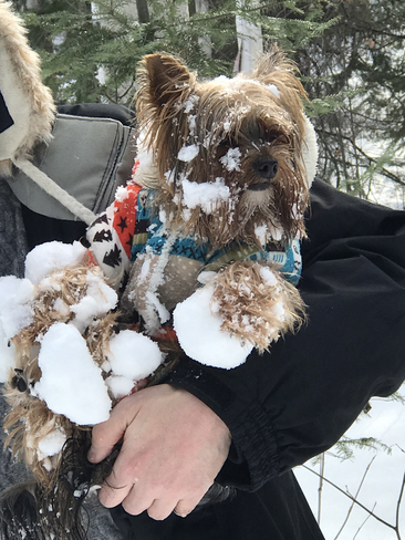 Le chien de neige! Granada, Québec, CA