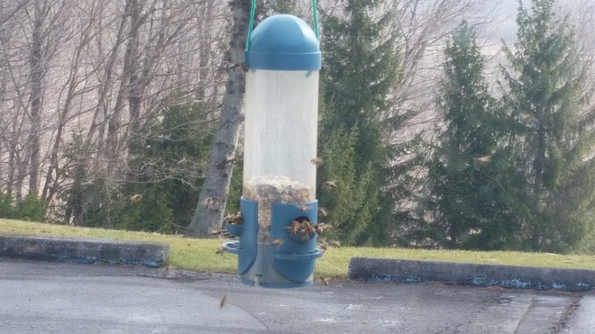 Bee's are at work. St. Thomas, ON