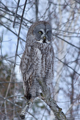 Great Grey Owl in Ottawa Ottawa, Ontario, CA