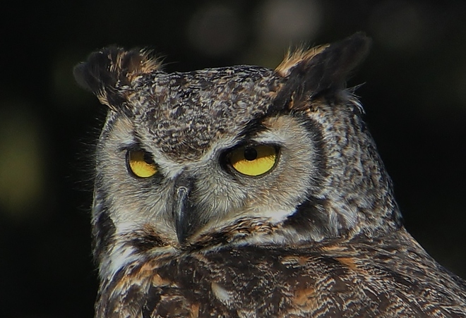 Great Horned Owl Kingston, ON