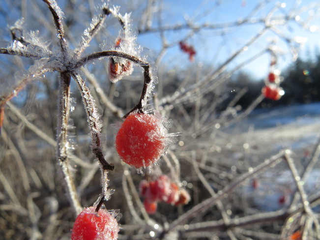 Frosty Morning Cap-Pele, NB