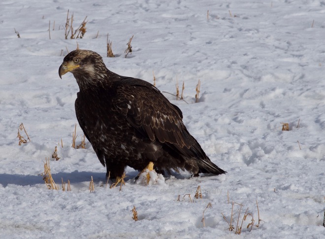 Bald eagles Kamloops B.C.
