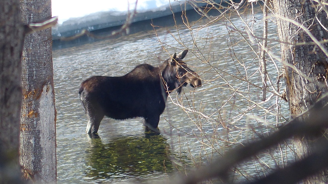 Moose in the granby river Grand Forks, BC