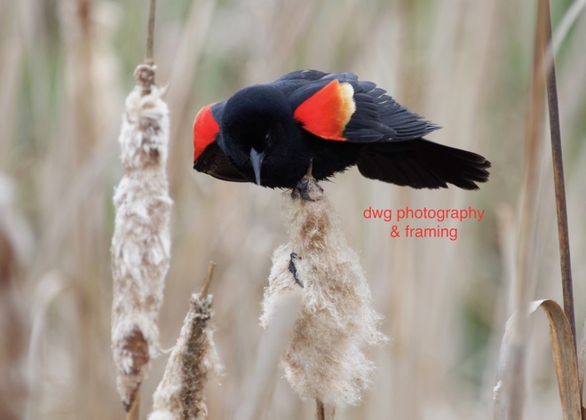 Yellow-head and Redwing blackbirds. Kamloops B.C.