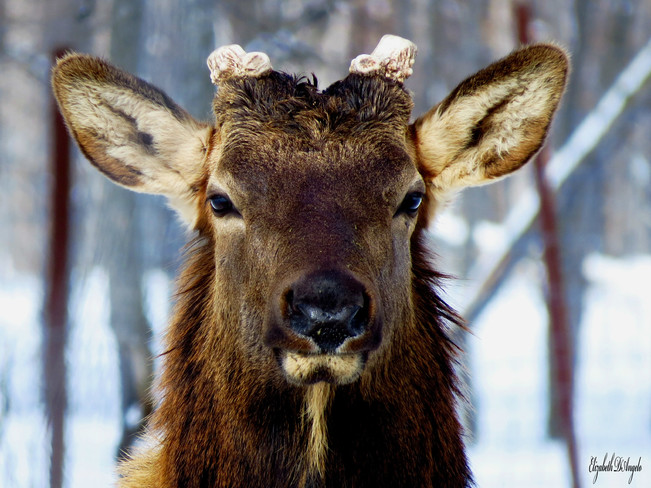 Elk Carp, Ottawa, ON