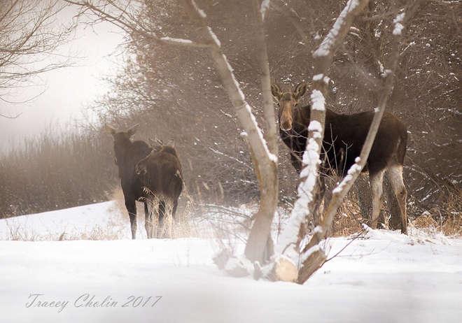 Moose on the Loose Kerrobert, Saskatchewan, CA