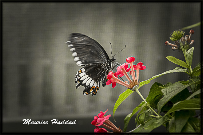 Papillons en libertÃ© Montréal, QC