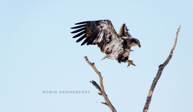 Juvenile Eagle Hop Shubenacadie, NS