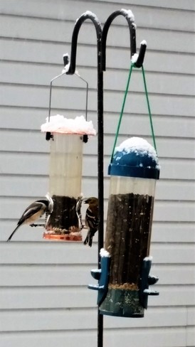 Birds Feeding Time Orillia, ON