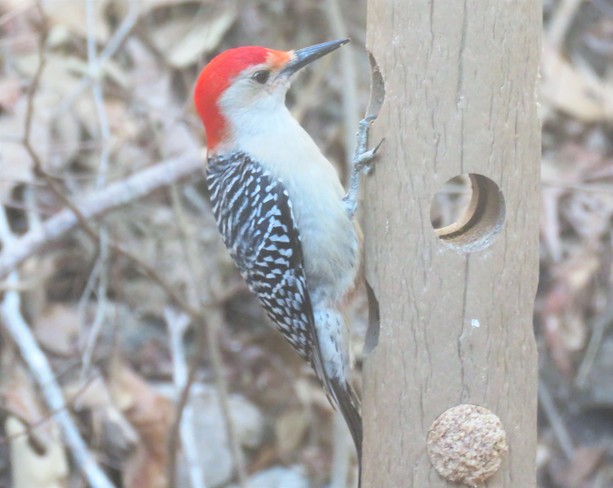 Hadsome Red-Bellied Woodpecker Danville, VA, United States