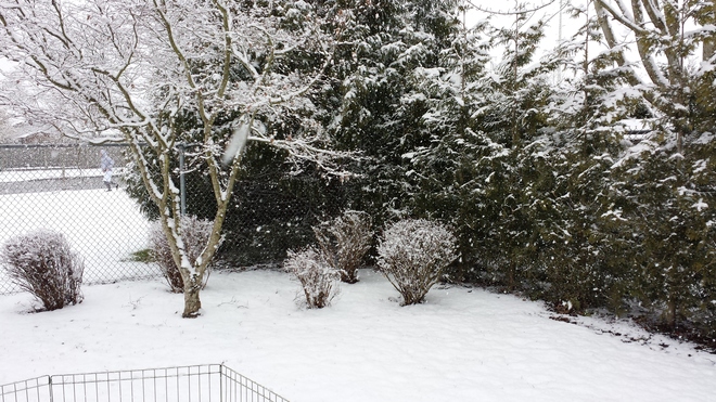 A winter to remember? Maple Ridge, BC
