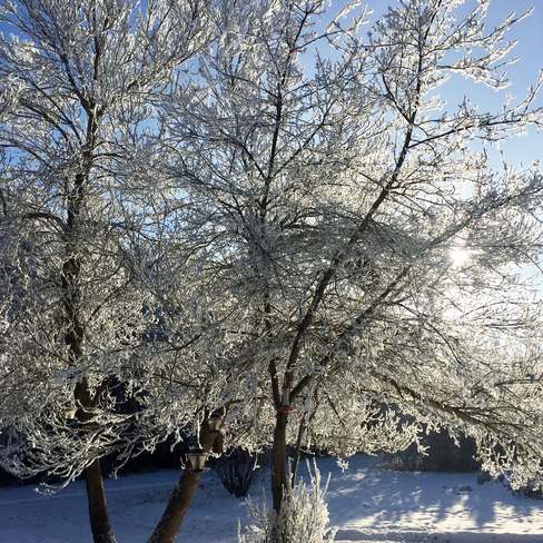 Winter Frost Bon Accord, Alberta, CA
