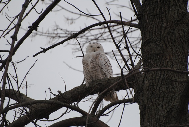 Snowy Owl Dunnville, ON