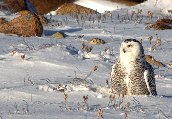 Snowy Owl Unnamed Road, Deadman's Bay, NL A0G 1V0, Canada