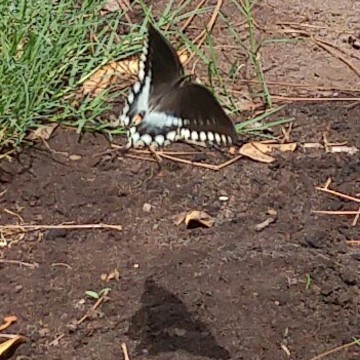 Shadow of a Butterfly!