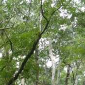 Tall Oak Trees