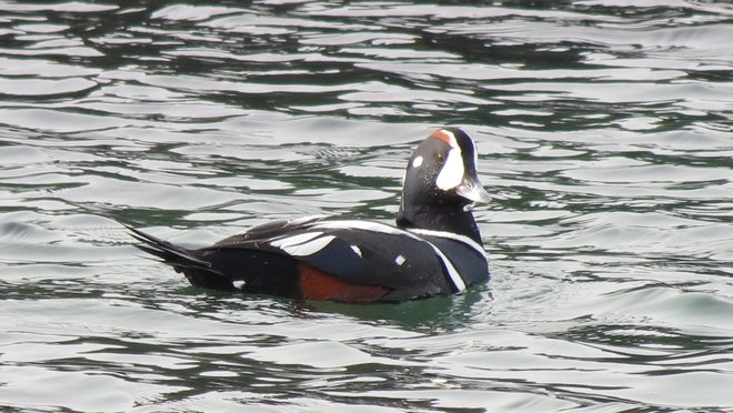 Harlequin Duck Unnamed Road, Williamswood, NS B3V 1E3, Canada