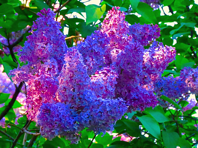 Lilac tree Greater Sudbury, Ontario, CA