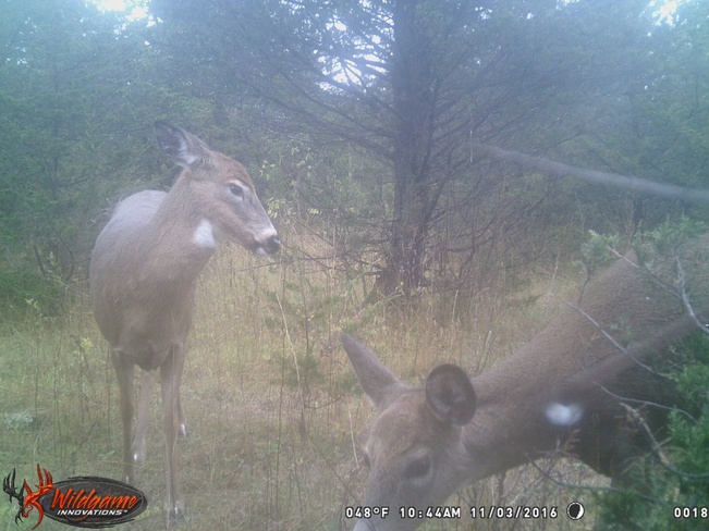 last years pic off trail cam Yarker, ON