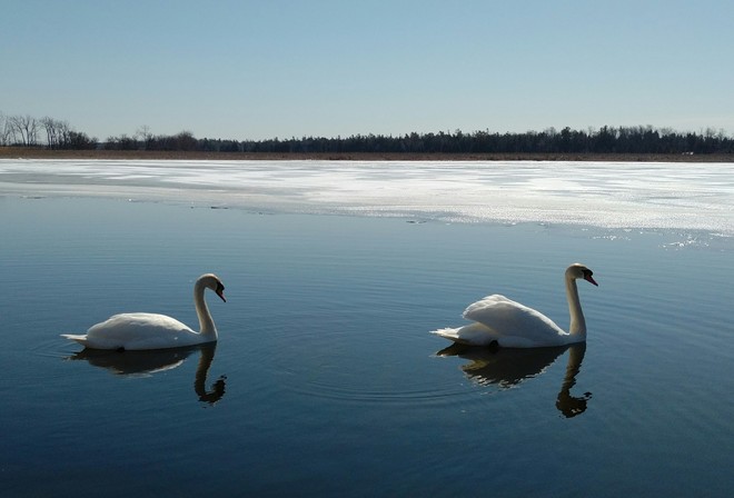 Swans on the water Presqu'Ile Point, ON