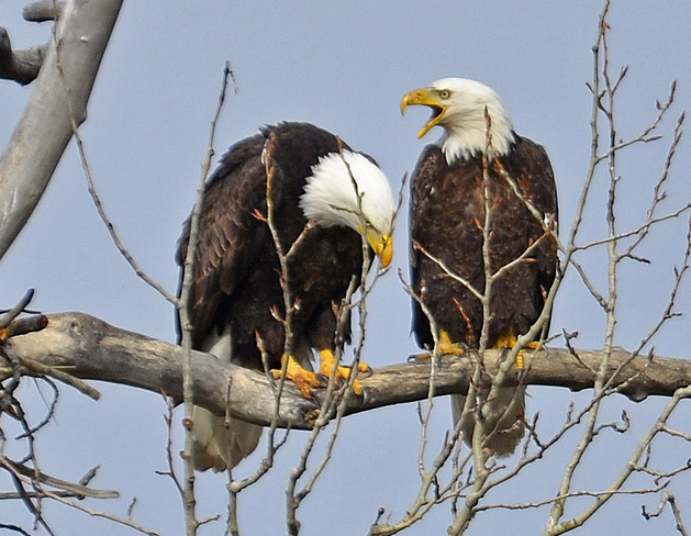 Bald Eagles Mating Midway, BC