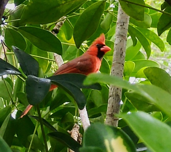 Our Peek -a-Boo Cardinal Palm Bay, FL, United States