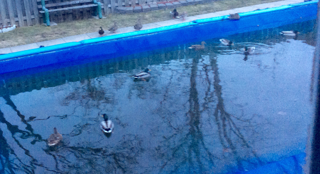 Ducks sitting poolside. Richmond Hill, Ontario | L4C 2X5