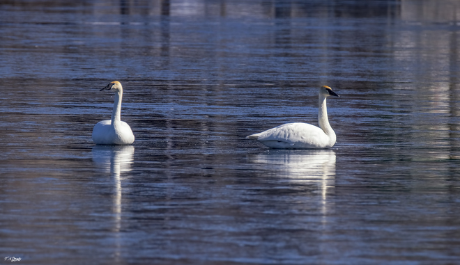 Trumpeter Swans Smiths Falls, ON