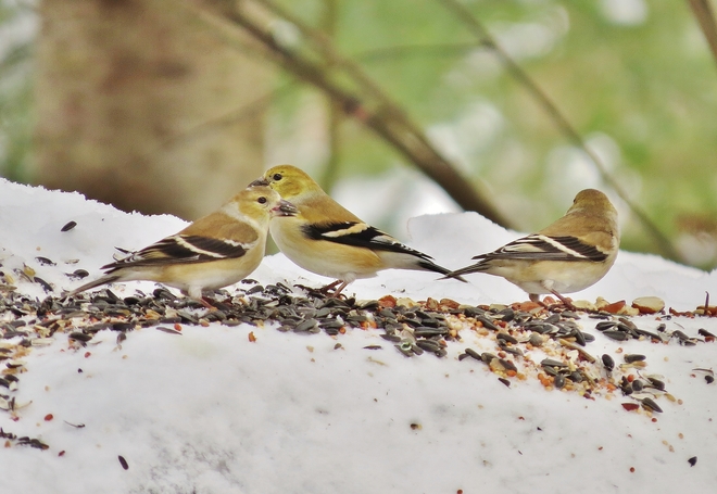 A Goldfinch gathering. North Bay, ON