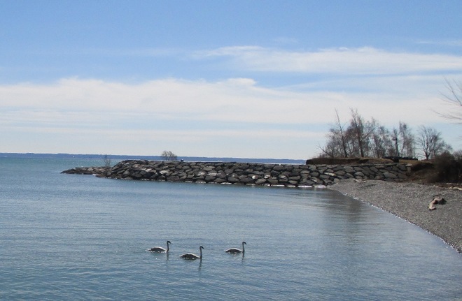 Swans on Lake Ontario Burlington, ON