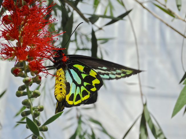 Cairns Birdwing Butterfly Jardin botanique de Montréal, Montréal, QC