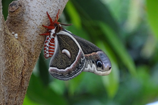 Papillons en LibertÃ© 2017 Mascouche