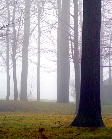 Foggy urban forest Goderich, ON