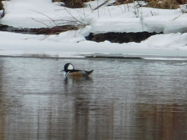 Swimming Along! Upper Canada Migratory Bird Sanctuary, ON