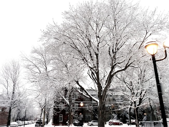 Snowy Montreal Montréal, QC