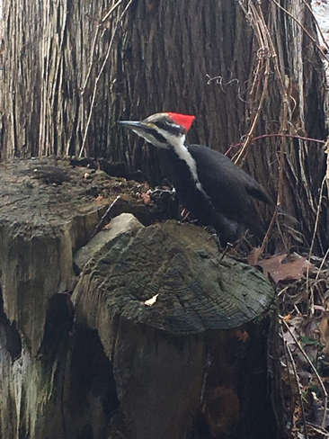 Pileated Woodpecker Happyland, Ontario, CA