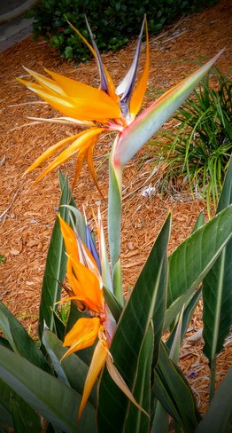 Colorful Bird of Paradise! Palm Bay, FL, United States
