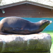 A seal loving the spring weather at Colwyn Bay Mountain Zoo, N. Wales