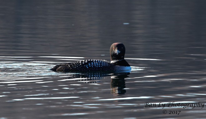 Loon looking right at me!!! Ingleside, ON