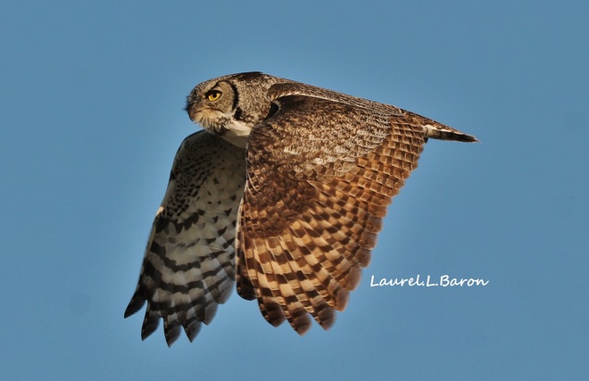 Horned Owl Brooks, AB