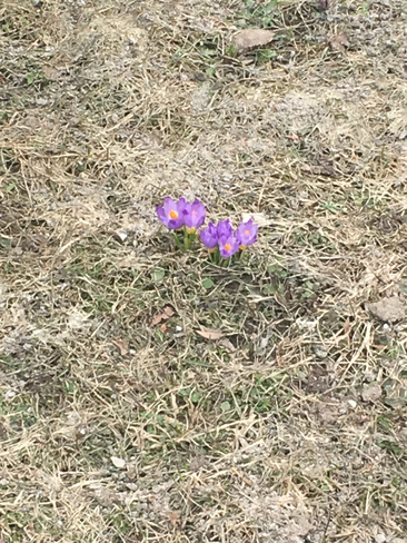 Spring is hear Barrie, Ontario, CA